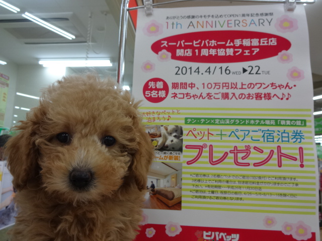 ☆　手稲店限定イベント開催中！　☆