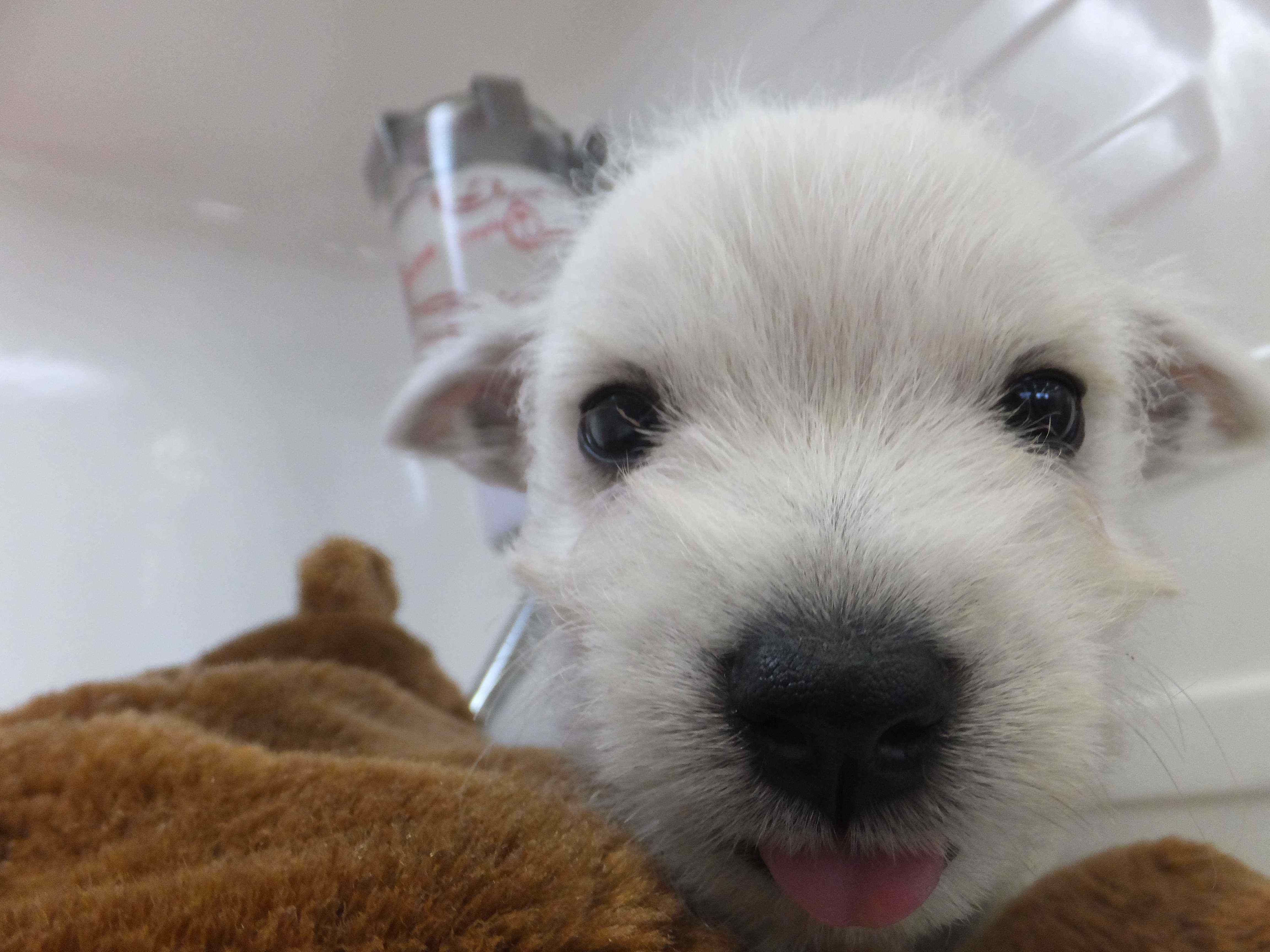 新入生、笑う犬(( ∧皿∧ ))