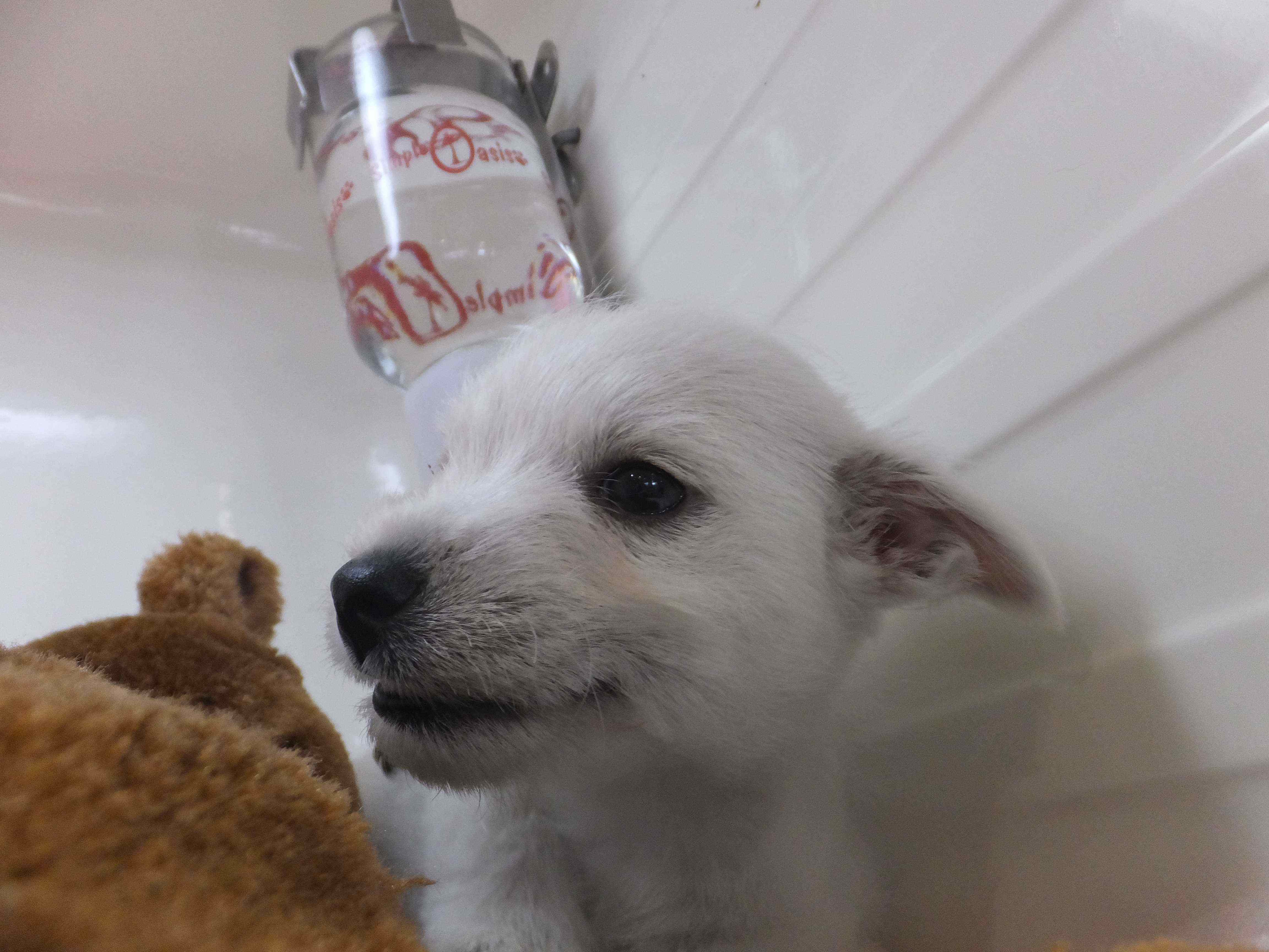 新しいお家へ(*・ω・*)b♪