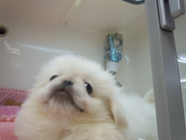 成長したねっ（*^_^*）