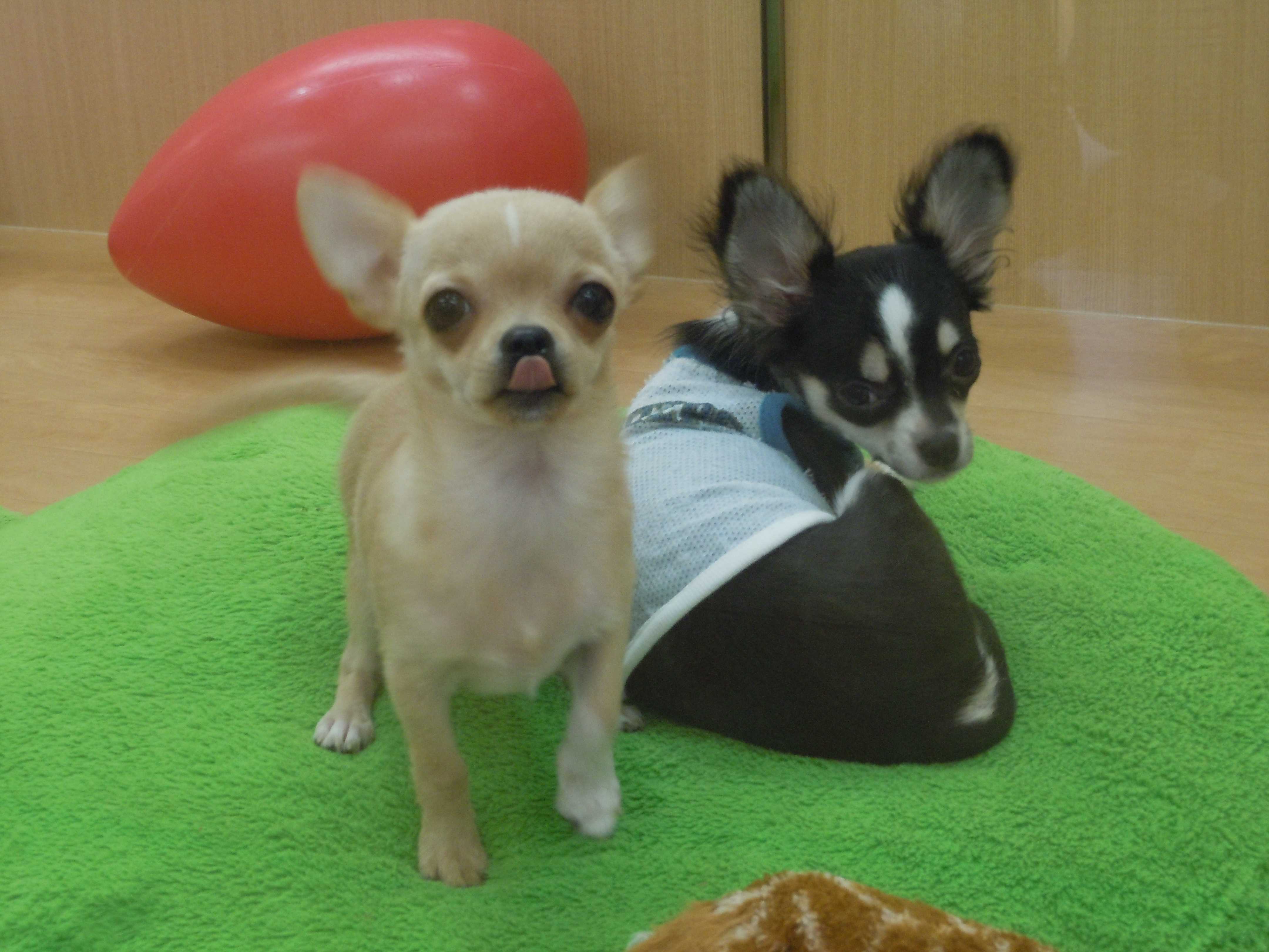 デビュー♪
