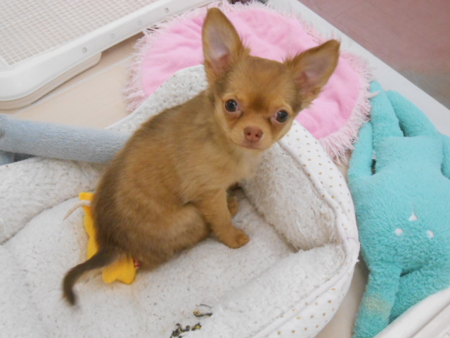 ★新・おすすめワンちゃん決定！！★
