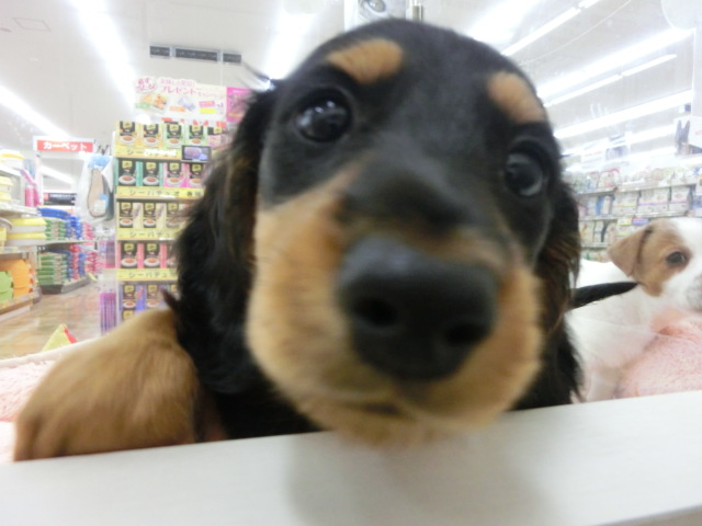 ♪新・おすすめワンちゃん♪