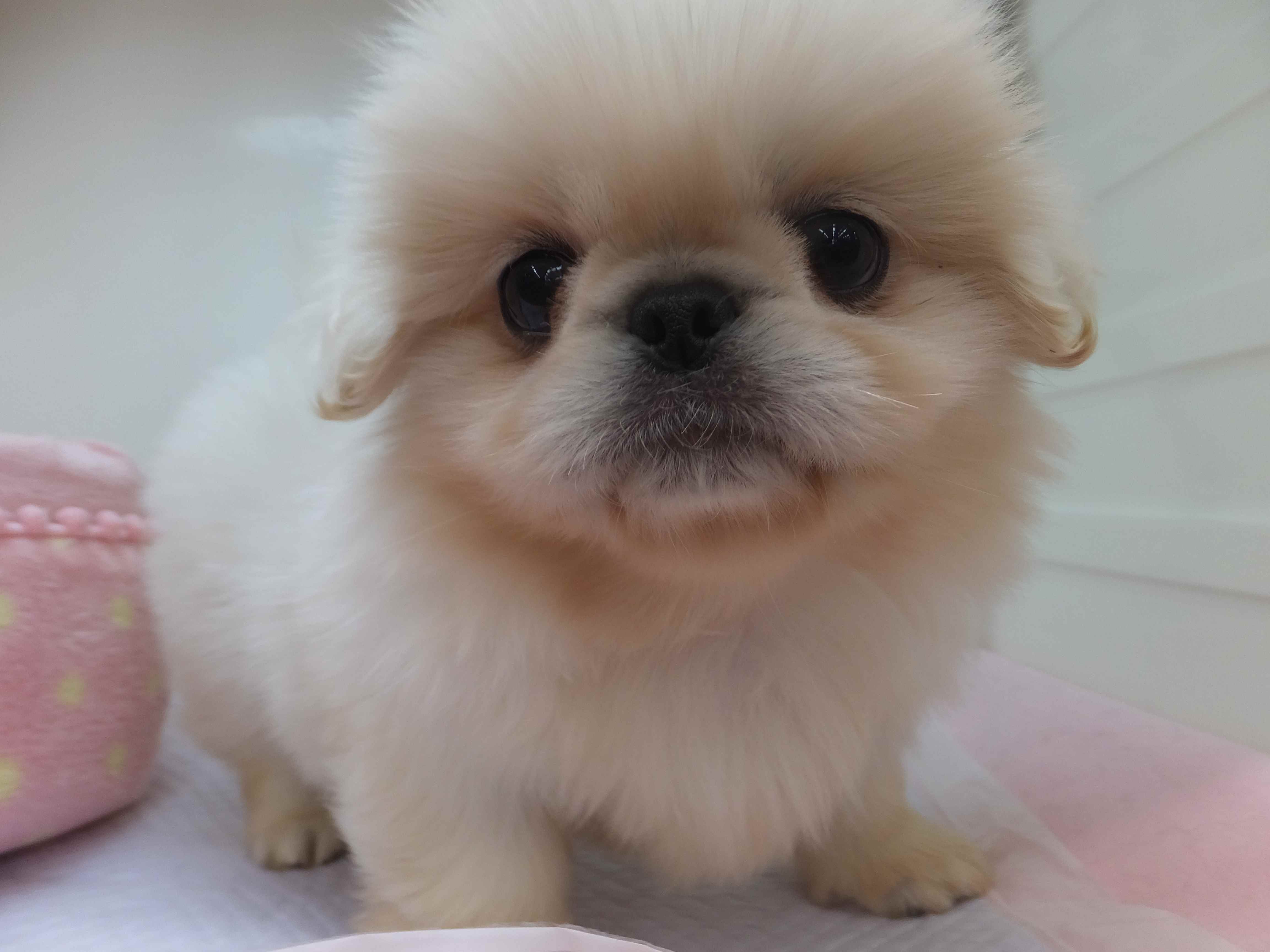 お知らせです(๑º ﾛ º๑)