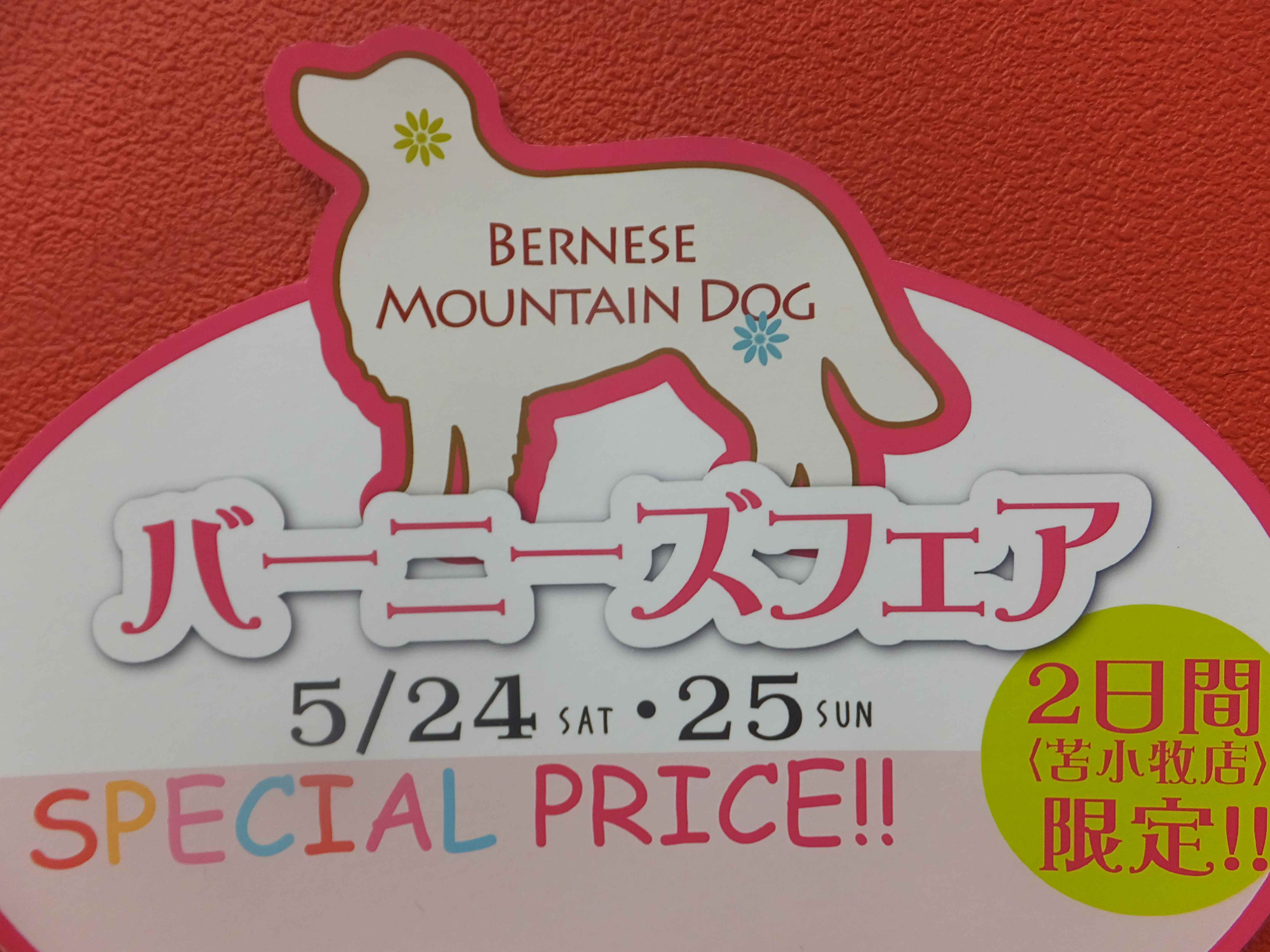 ついに明日開幕！！！！バーニーズフェスヾ(＠°▽°＠)ﾉ