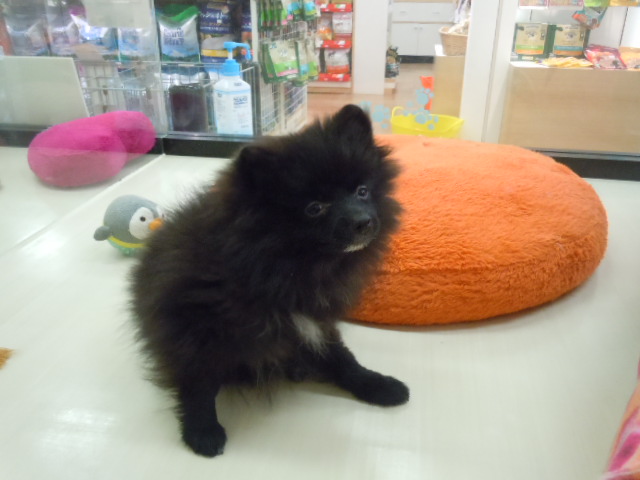今日のぽんた君・・・(+o+)
