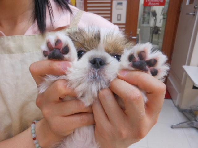 ☆しーちゃん奮闘中☆