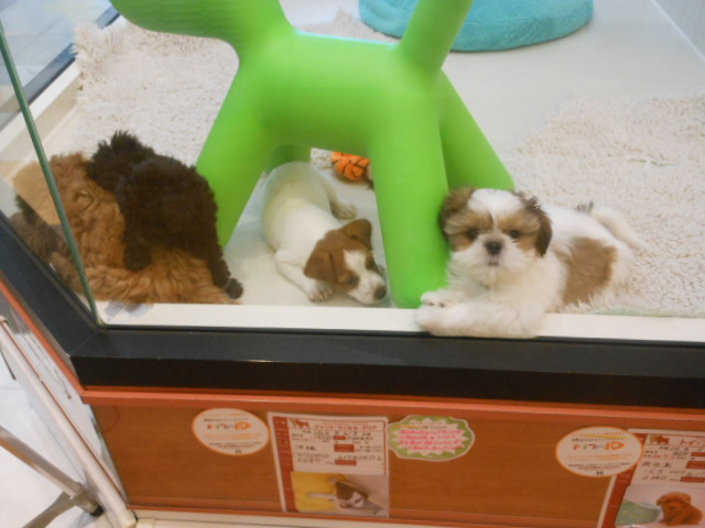 今日のしーちゃん☆
