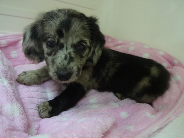 ☆　ＮＥＷおすすめ犬の発表　☆