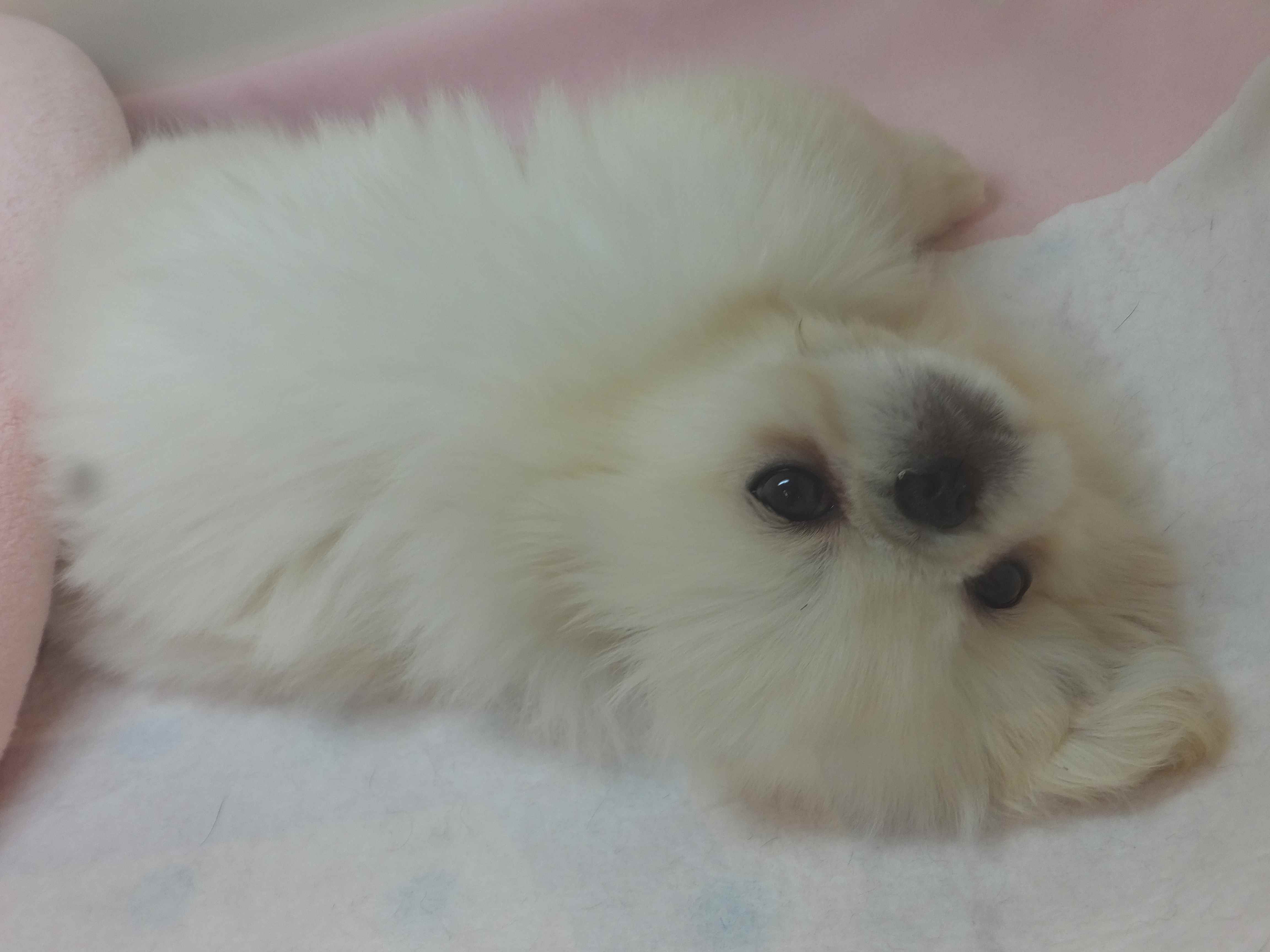 いたずらっ子、ペキたん(❃´◡`❃)