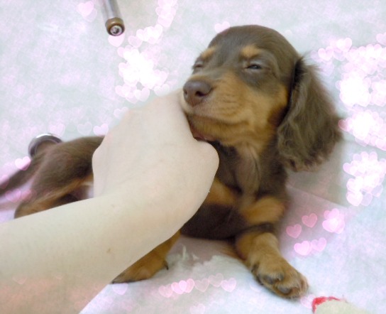 ★うっとり（♡´∀`♡）ダックちゃん♪★