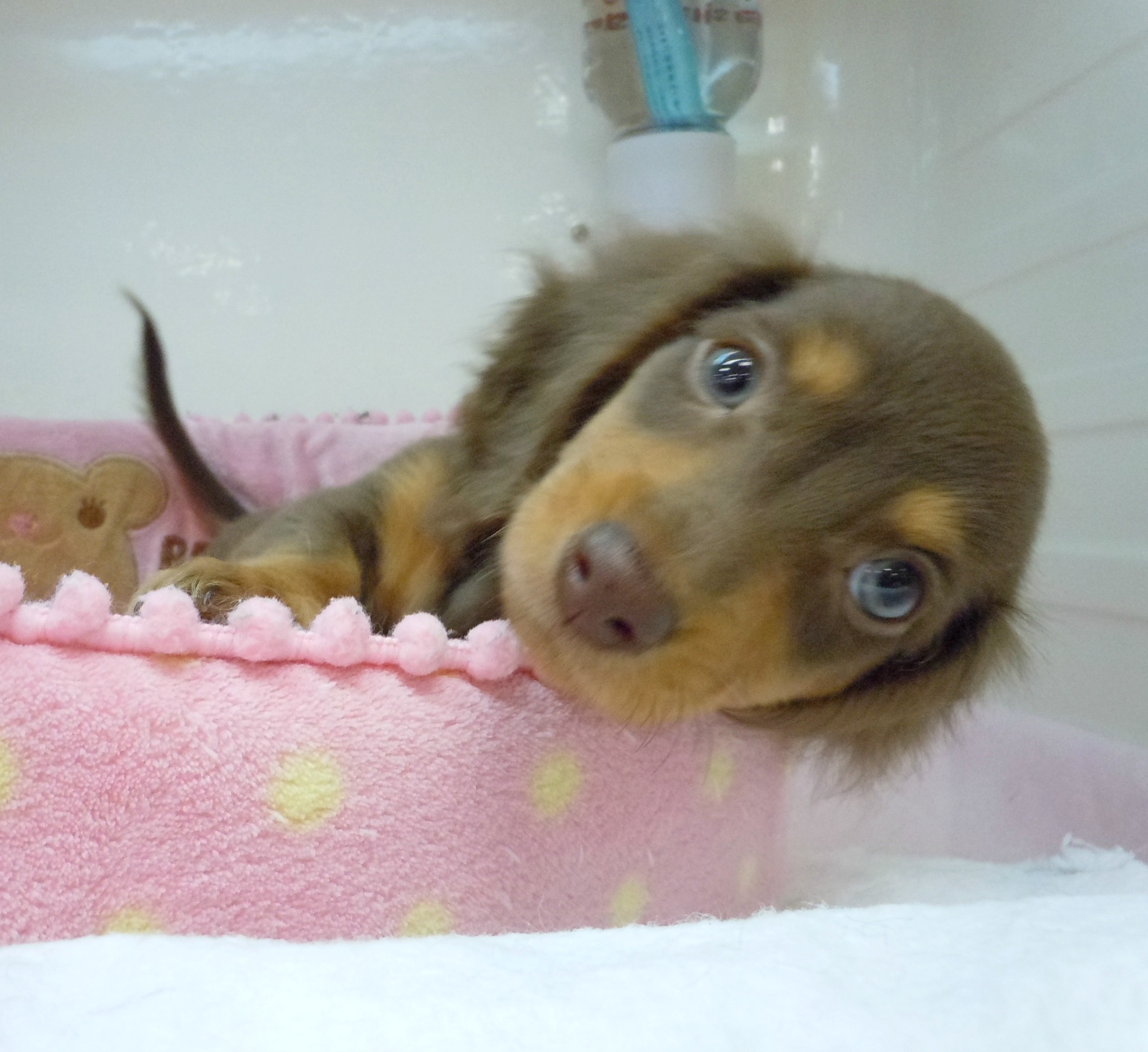 ☆だらけるダックちゃん。。(´o｀).｡o☆