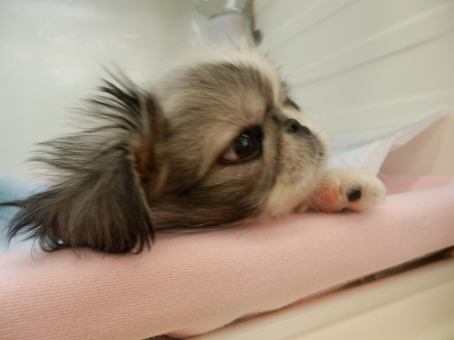 ペーちゃんからのお知らせ