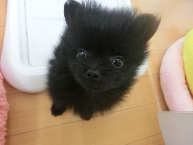 ♪まっくろぽんちゃん♪