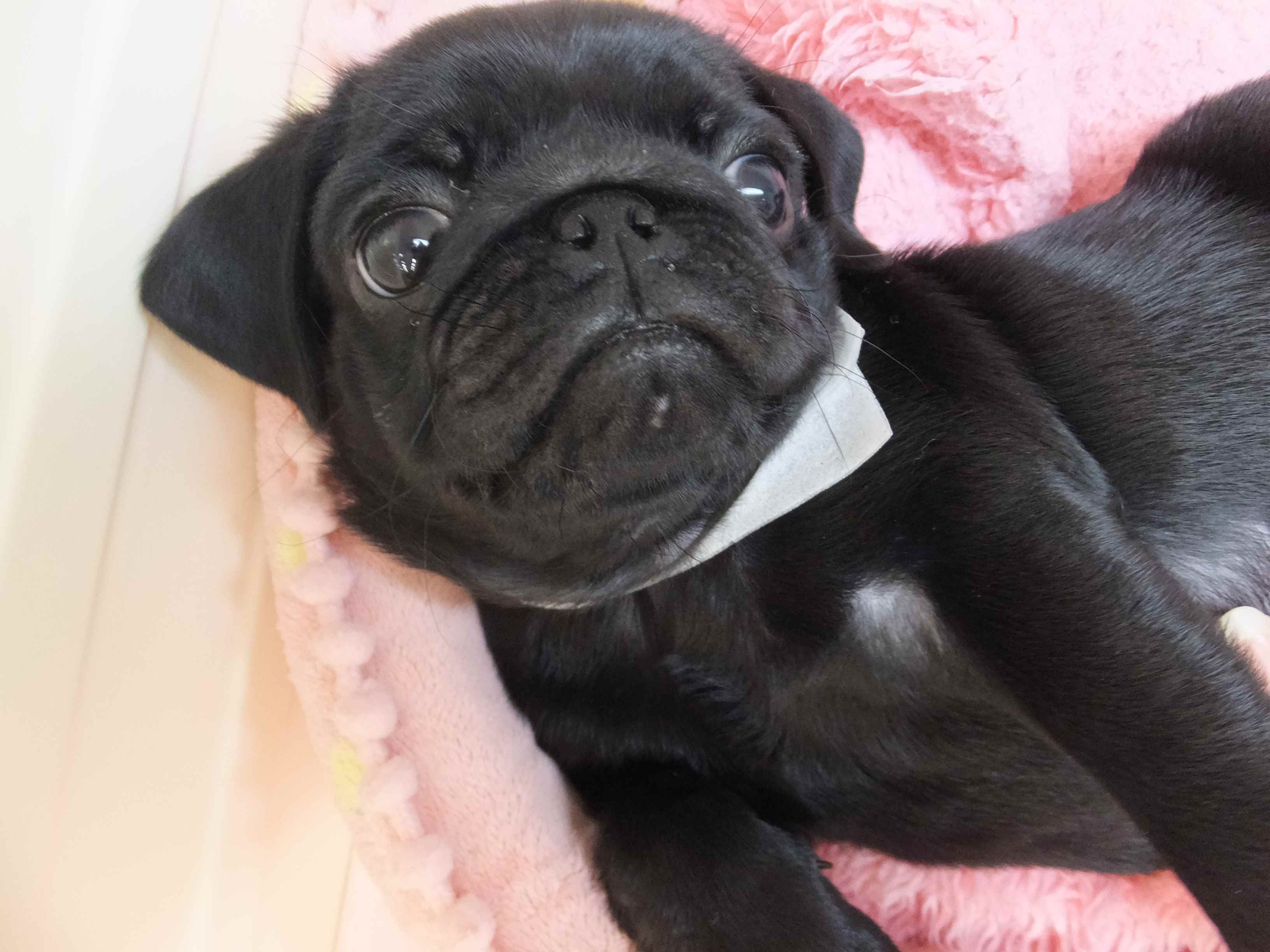 今度のオススメ犬はーーーー！？ブサカワのー！？工エエェェ(´ﾟдﾟ｀)ェェエエ工