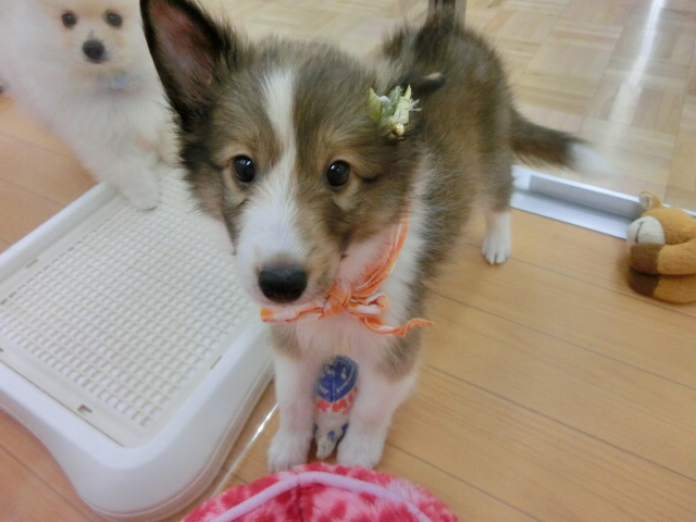 ♪新おすすめワンちゃん紹介♪