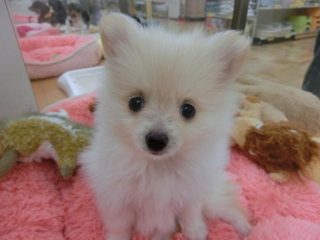ふわふわ！新おススメわんちゃん！！