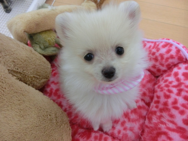 本日のぽめちゃん♪