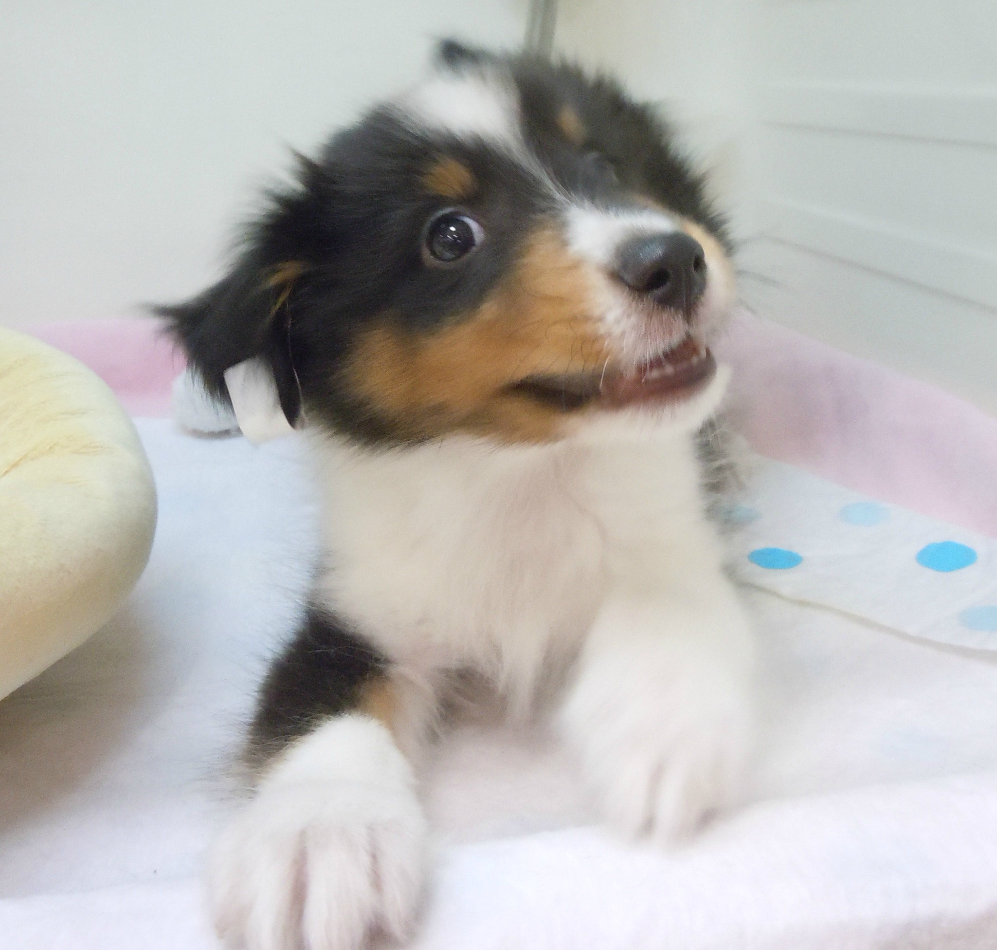 ★すくすく成長中♥シェルちゃん★