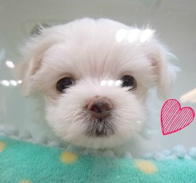 ☆しーちゃん卒業！マルちゃん登場！☆