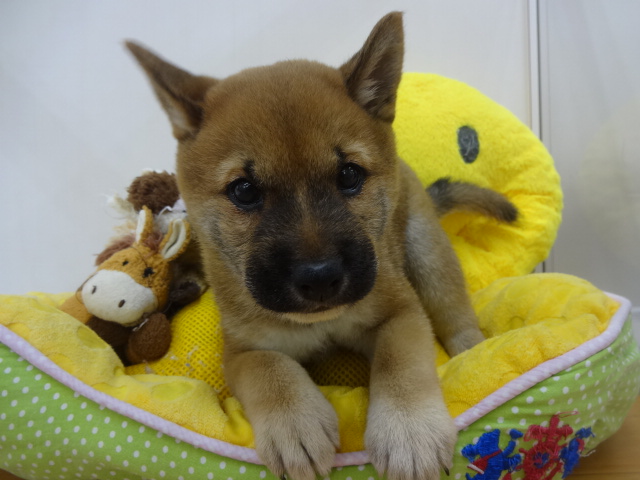 ☆　ＮＥＷ　おすすめ犬　誕生　☆
