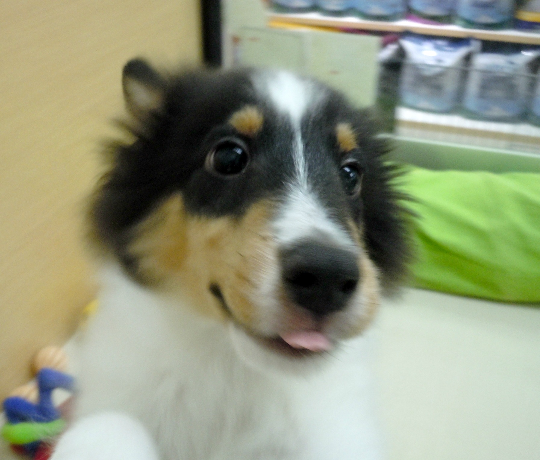 ☆今日のシェルちゃん♪☆
