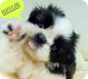 ★オススメ犬しーちゃん登場！★