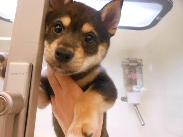 新しいおすすめ犬ご紹介！！(^O^)／