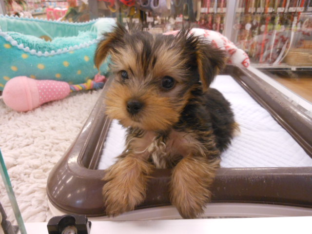 Ｎｅｗおすすめ犬ご紹介(^O^)／