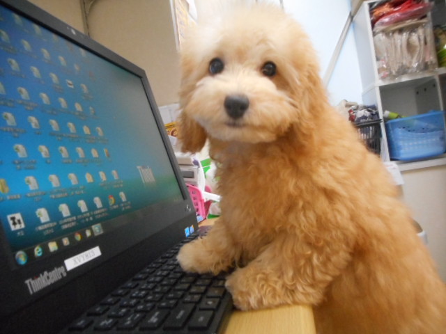 ☆。：*・　ごきげんぷっち　・*：。☆