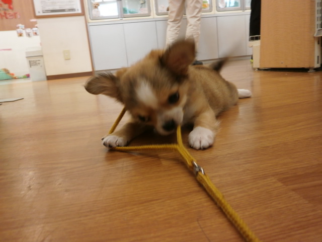 むっくん急成長！？