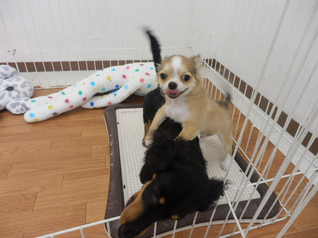 だっきゅん先輩に会いに．．．