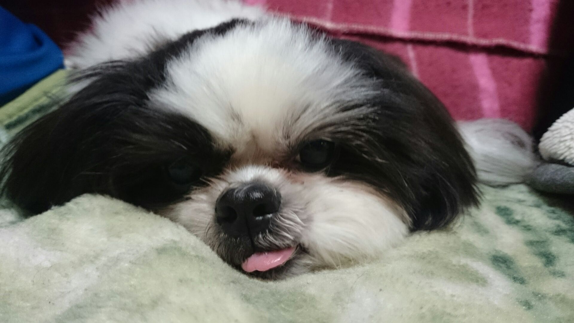 シーズー好きさん必見 ペットハウステンテンペットハウステンテン