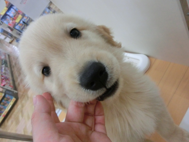 ゴルたん、ついに！！