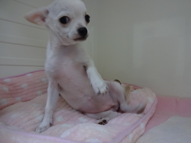 ☆　つる姫のお引っ越し　☆