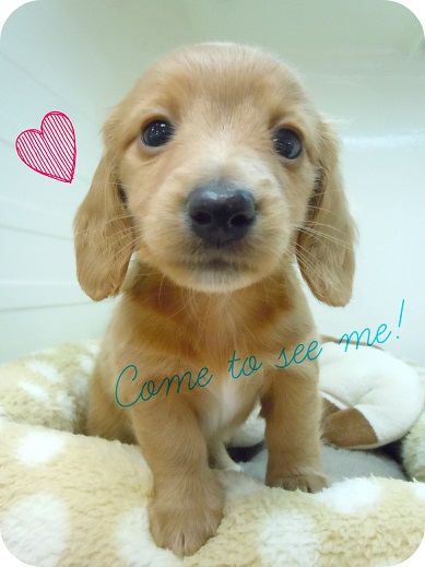 ☆ダックスちゃん登場！☆