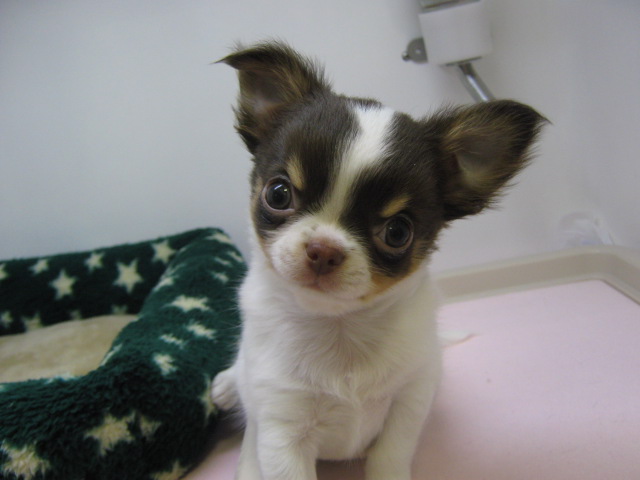 ☆フッ君からのお知らせ＆新オススメ犬担当☆