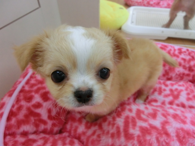 ！新おすすめワンちゃん登場！