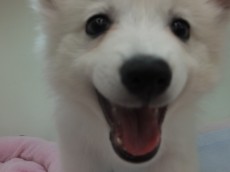 新しい家族の一員になります٩(๑´3｀๑)۶♡