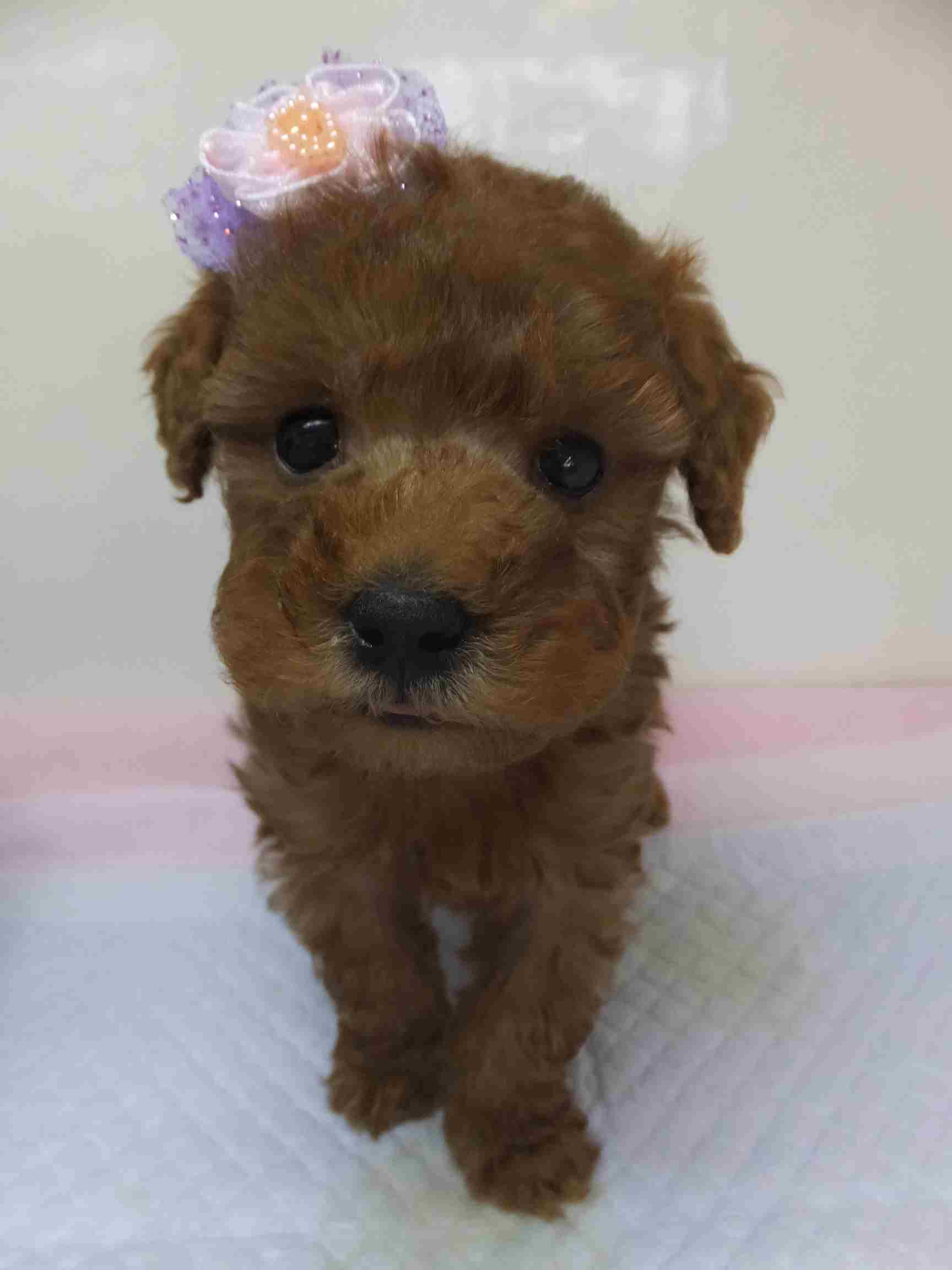 新しいオススメ犬紹介(oﾟ◇ﾟ)ゝ