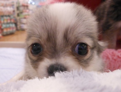 ☆★Ｎｅｗおすすめ犬★☆