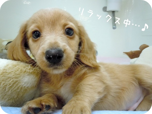 ★今日のダックスちゃん♪★