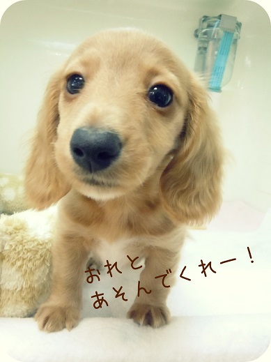 ☆人が大好き！ダックスちゃん☆