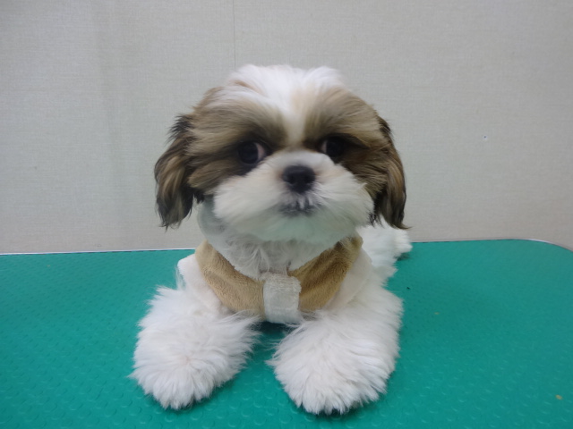 ☆　おまんじゅうのお引っ越し　☆