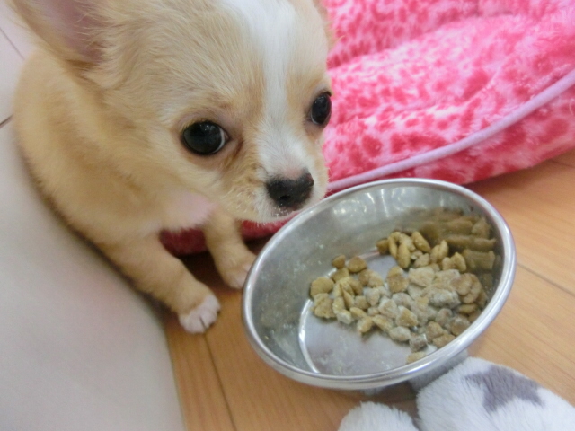 ちーたんのお食事タイム♫
