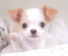 みかんちゃん(=ﾟωﾟ)ﾉ♡