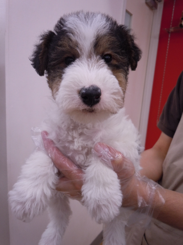 オススメ犬任命式”(@･｡･@)/