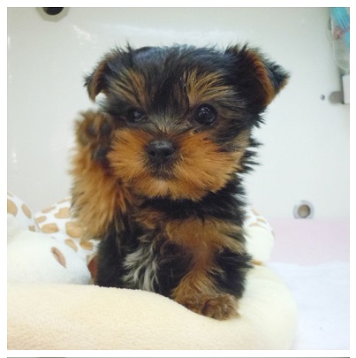 ★招き犬？U｡･ｪ･｡Uノ★