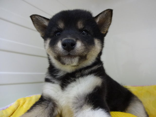 ☆　手稲店初登場！　☆