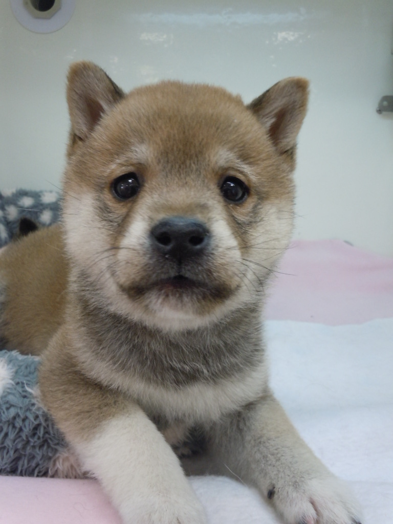 ☆ころころ柴ちゃん登場！☆